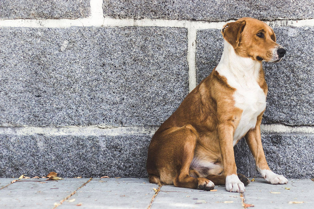 Adote um ''aumigo'' na Feira de Adoo de Animais do Casa & Design